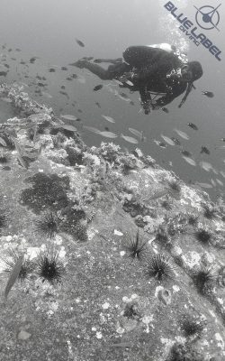Blue Label Diving | Technical Diving Courses Phuket Thailand