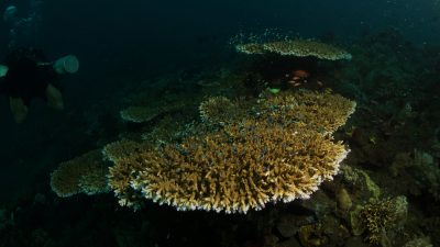 Blue Label Diving | Technical Diving Courses Phuket Thailand