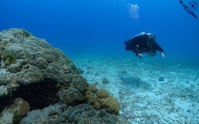 Blue Label Diving | Technical Diving Courses Phuket Thailand
