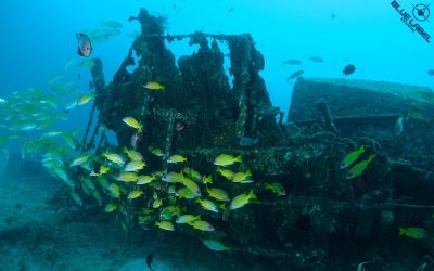 Blue Label Diving | Technical Diving Courses Phuket Thailand